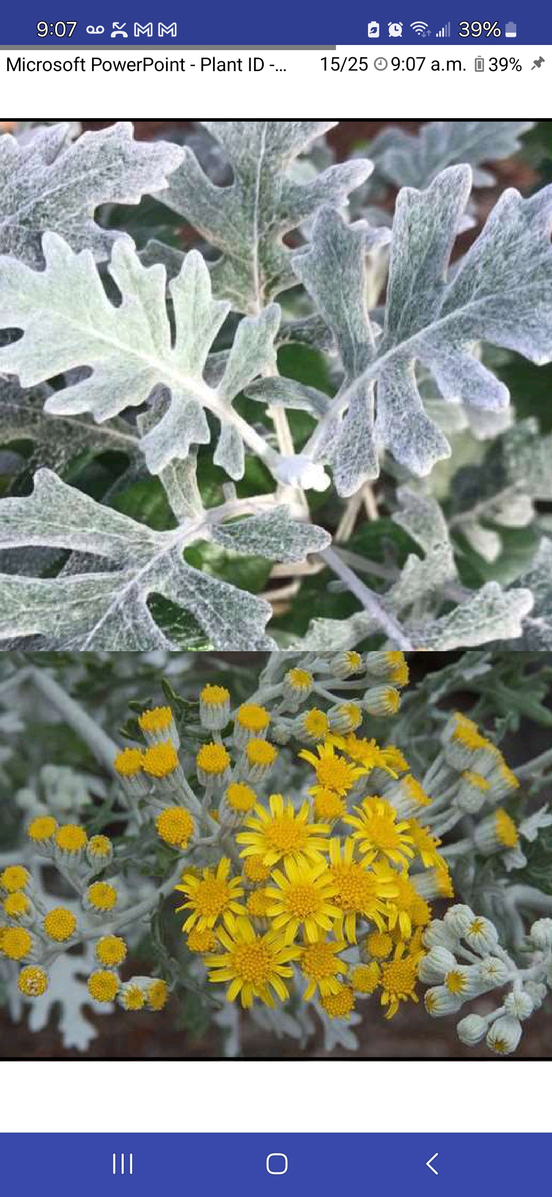<p>Dusty miller</p>
