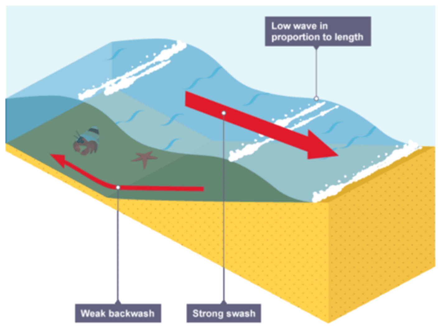 <p>. strong swash and weak backwash</p><p>. brings sediments to build up the beach</p><p>. low and further apart</p>