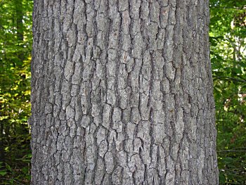 <p>white oak, Quercus alba, Fagaceae</p>