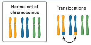 <p><span>When a part of one chromosome breaks off and is added to a different chromosome (not its copy/sister chromatid). WITHIN DIFFERENT CHROMSOME PAIRS. </span></p><p><span>Ex. Blaschko Linear Hypopigmentation</span></p>
