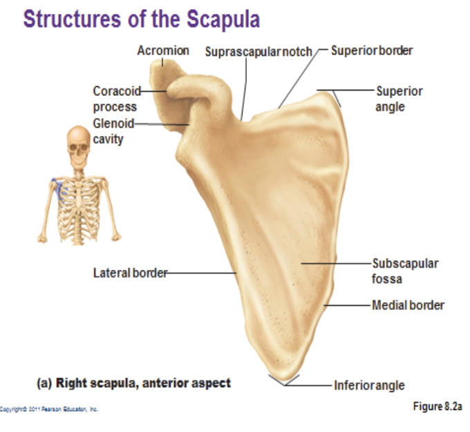 <p>is this scapula anterior, lateral, or posterior</p>