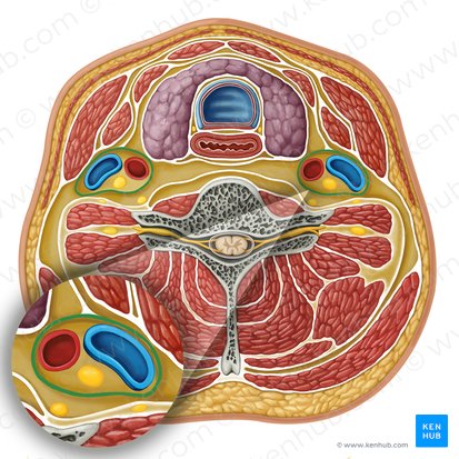 <ul><li><p>bilateral structures which enclose an important neurovascular bundle of the neck</p></li><li><p>formed by fascial contributions from the pretracheal, prevertebral, and investing fascia layers</p></li><li><p>contain common carotid artery, internal jugular vein, vagus nerve, cervical lymph nodes, AND MORE</p></li></ul><p></p>