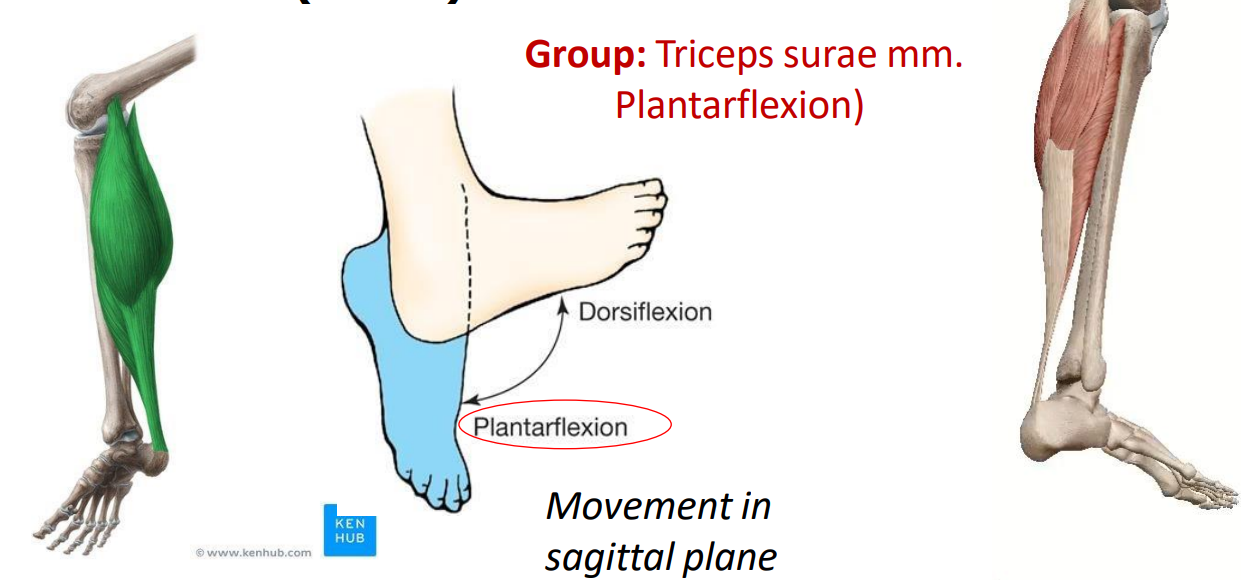 <p>Group: triceps surae mm. (plantarflexion)</p>