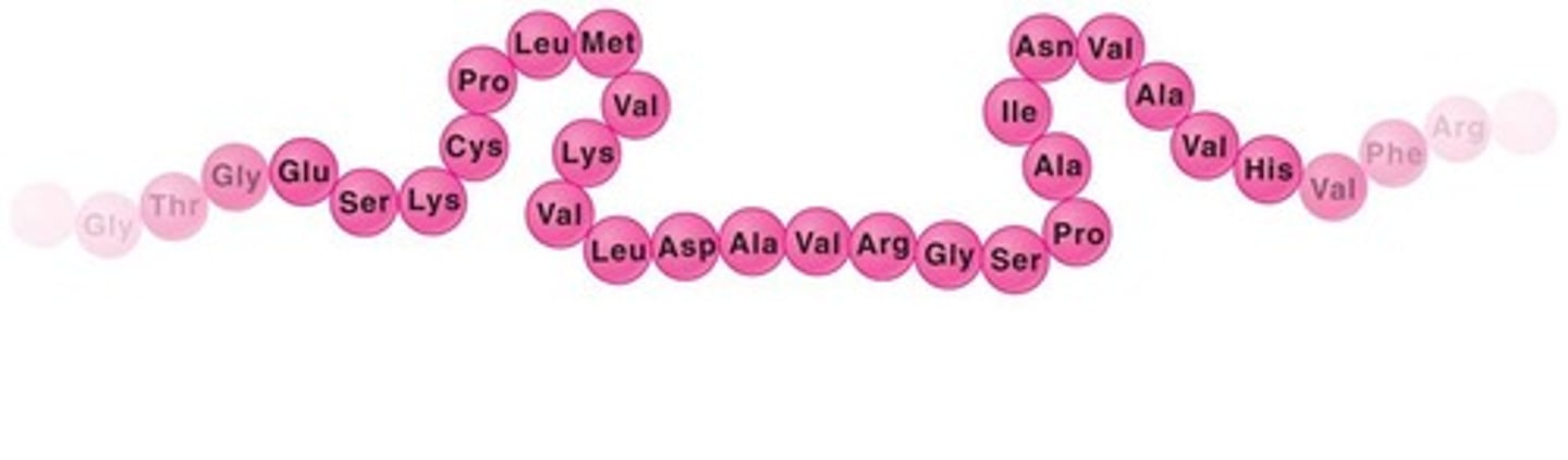<p>building blocks of protein molecules</p>