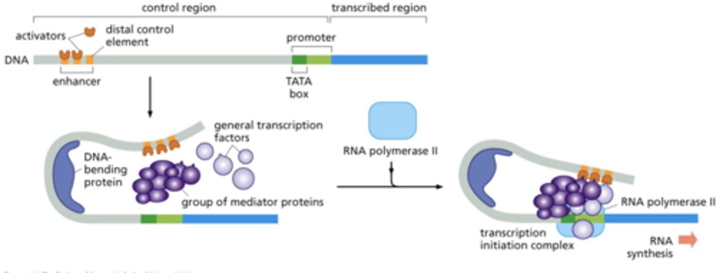 <p>located several 1000 bps upstream and downstream of promoter</p>