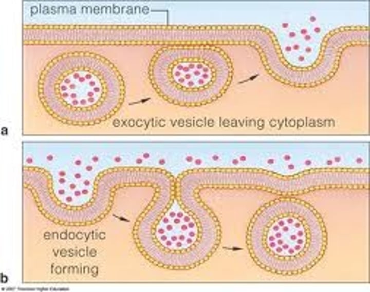 <p>Active process<br>1. Endocytosis - entering cell<br>A. Phagocytosis - cell eating (specialised)<br>B. Pinocytosis - cell drinking (all cell)<br>2. Exocytosis - leaving cell</p>