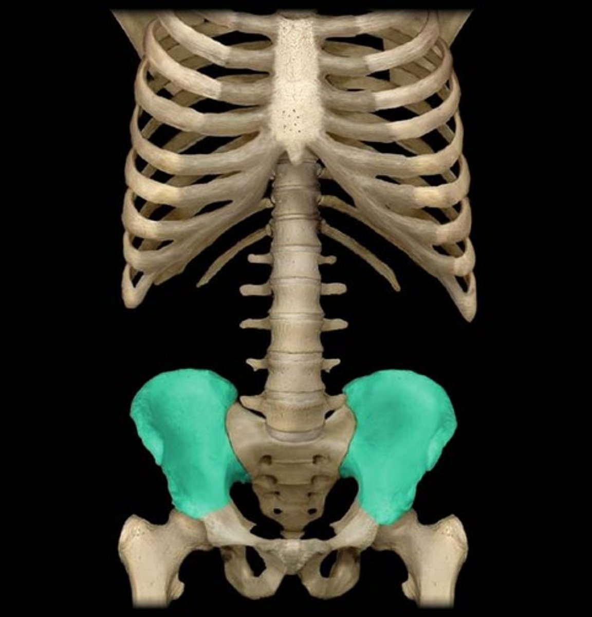 <p>the large, irregular bone which forms the upper section of each half of the pelvis.</p>