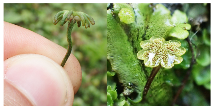 <p>Marchantia polymarpha</p>