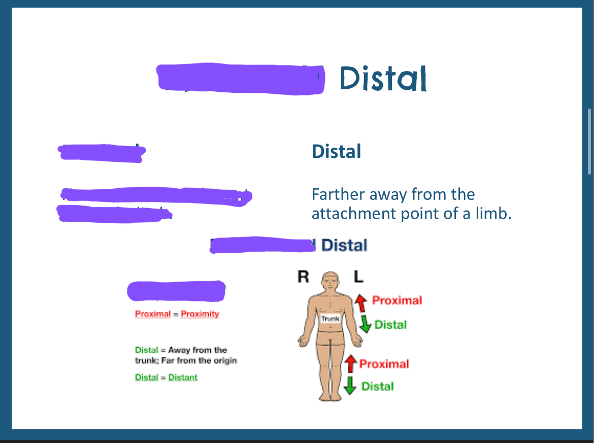 <p>Farther from the point of attachment (limbs)</p>