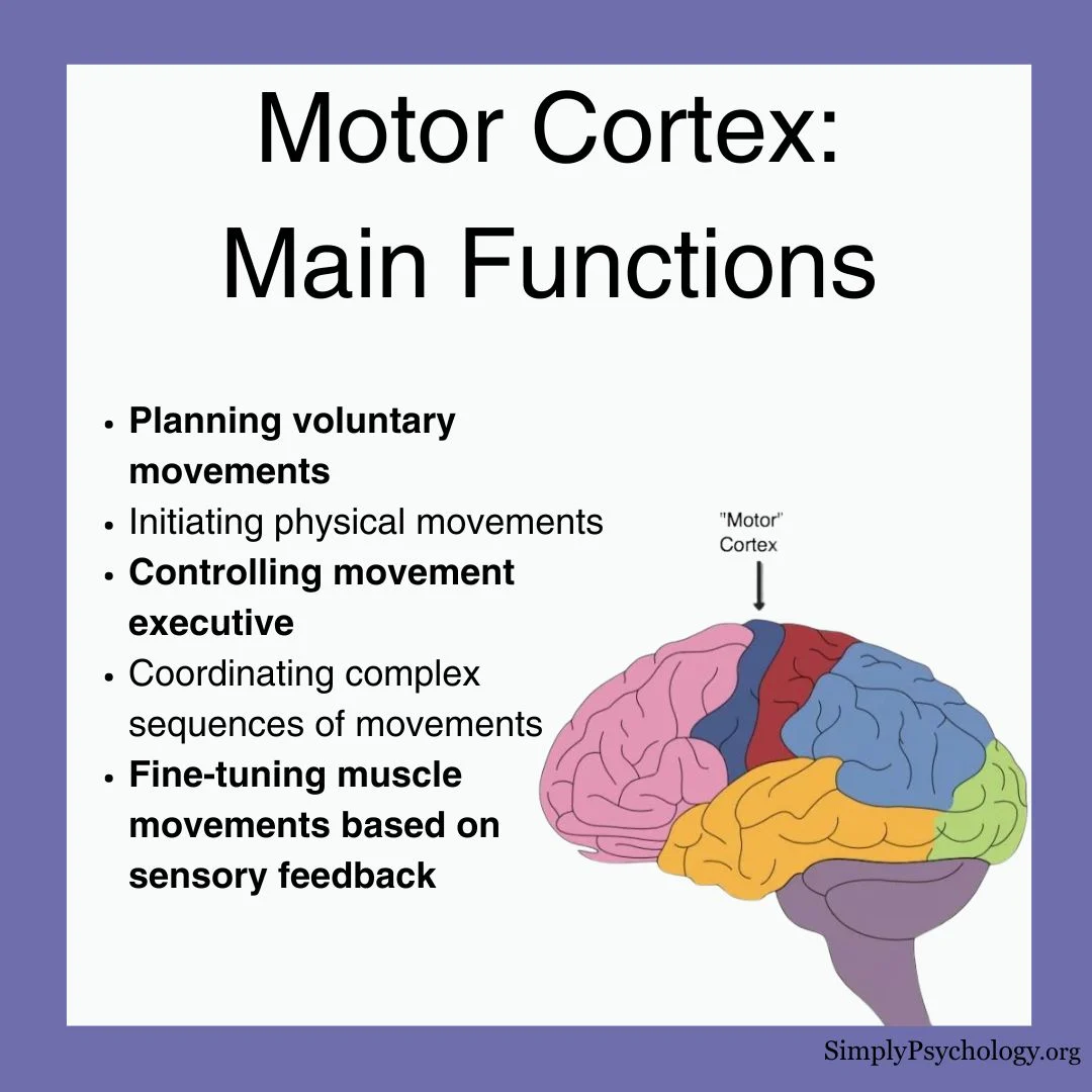 <p>motor cortex</p>