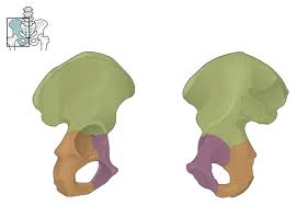 <p>What is the purple area called?</p>