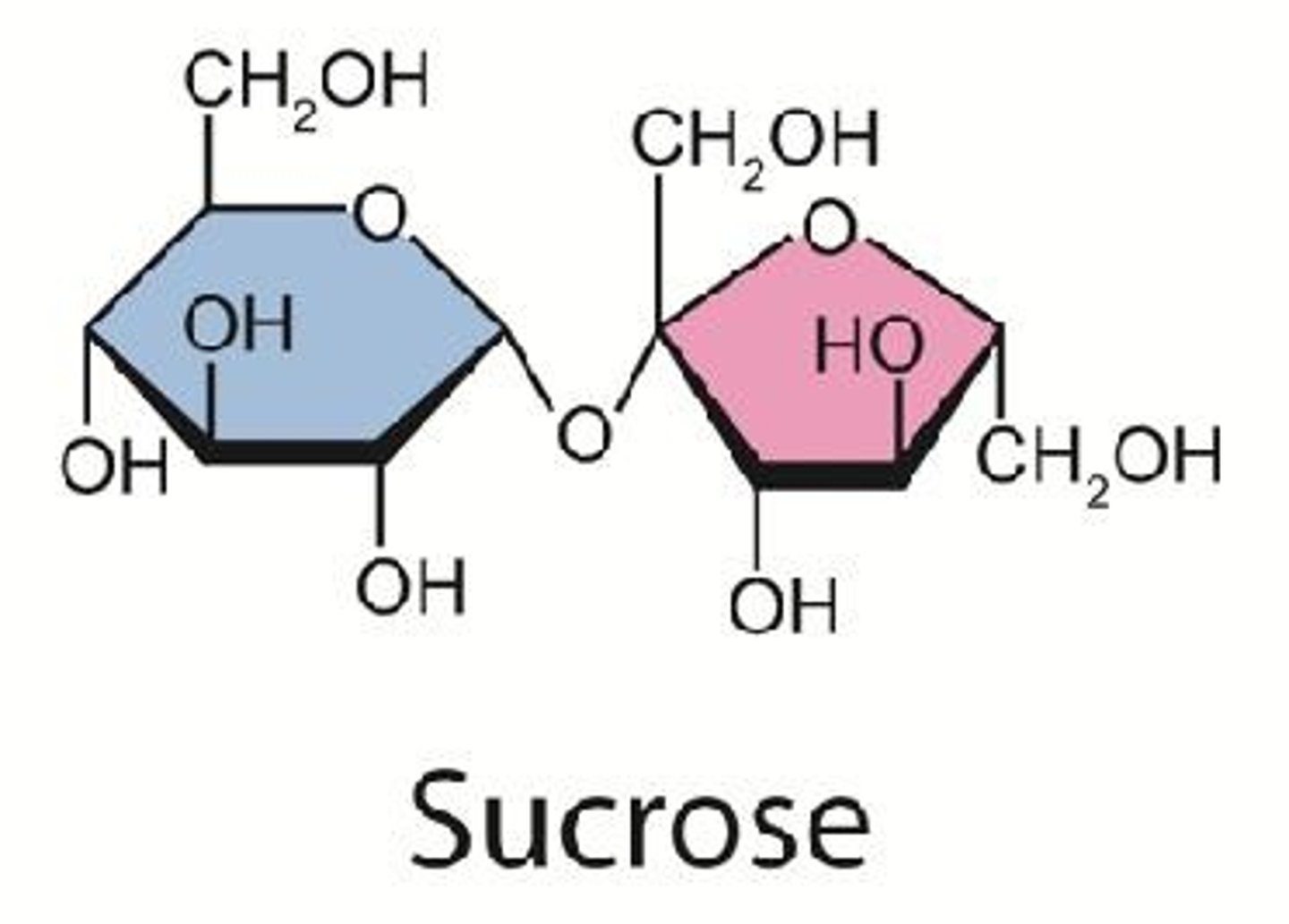 <p>Two monosaccharides joined together</p>