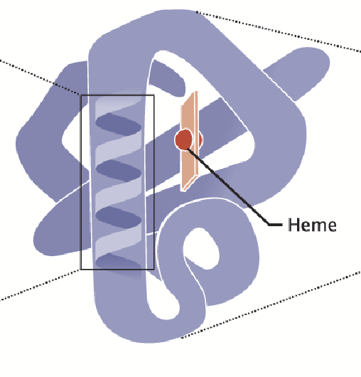 <p>Determined by the overall folding of the complete polypeptide; the secondary structure folds further (e.g. folded around alpha helix). Have combinations of secondary structures.</p>