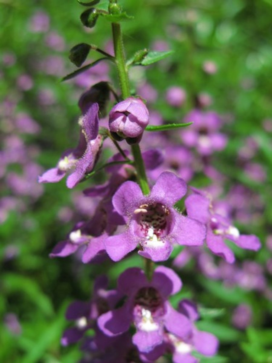 <p>Angelonia hybrid cv.</p>