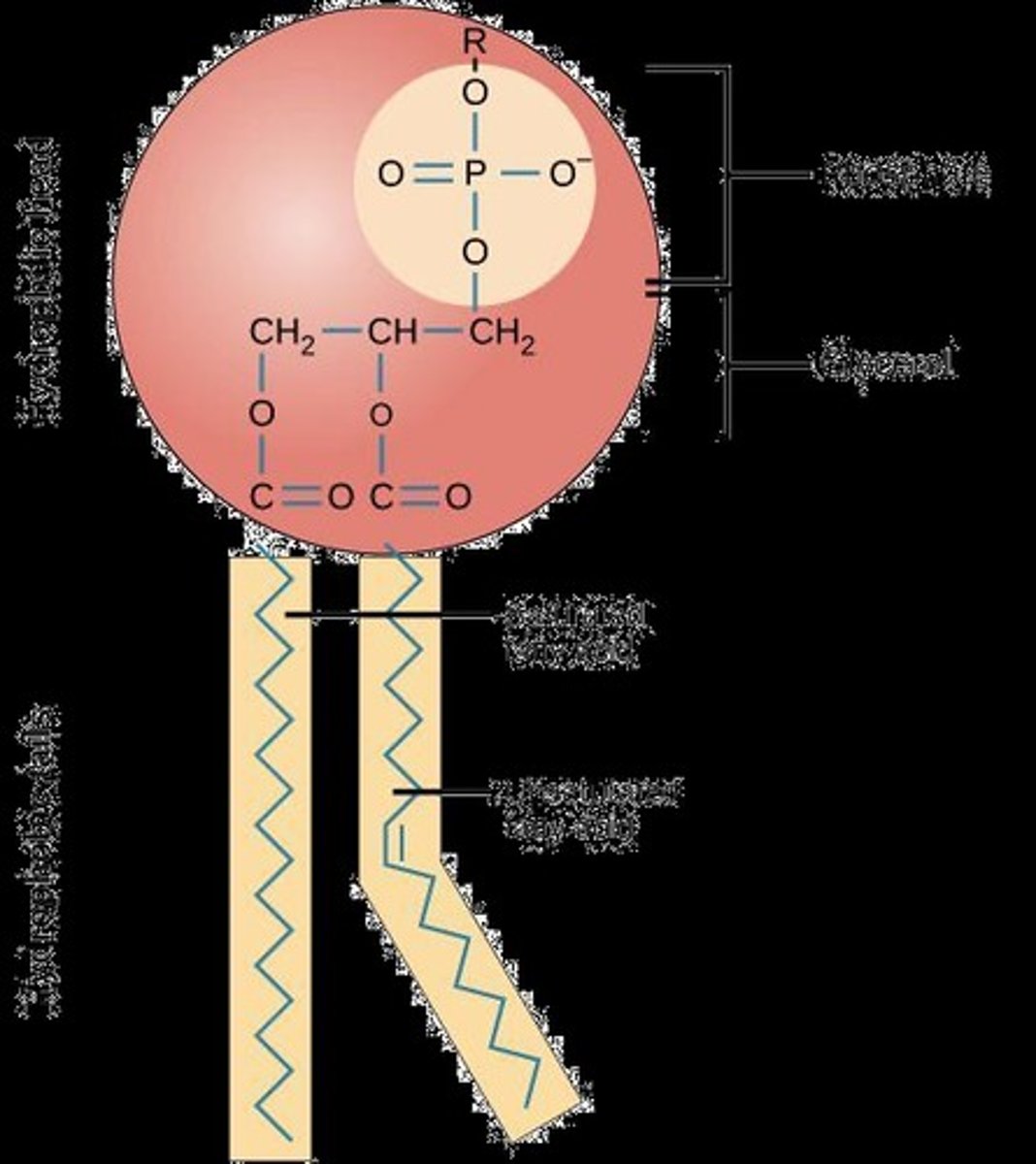 <p>Phospholipids are the main building blocks of cell membranes, consisting of a hydrophilic head (phosphate group, glycerol, carboxylic acid group of fatty acid) and a hydrophobic tail (hydrocarbon chain of fatty acids). They are amphipathic, having both hydrophilic and hydrophobic regions.</p>