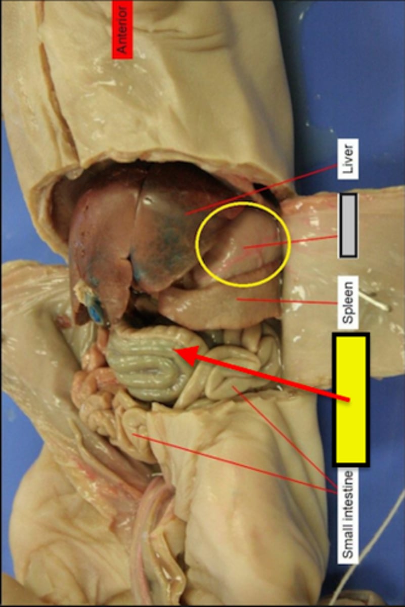 <p>Water absorption and feces elimination are the primary physiological functions, it also provides a transport route and a surface for healthful bacteria. (cecum, spiral colon, ileocecal valve, tranverse, descending, and sigmoid colon)</p>