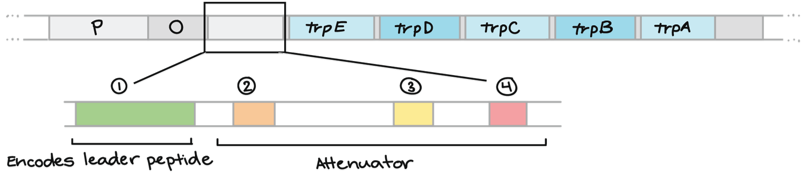 <p>leader section is the untranslated region that comes after the operator. </p><p>the attenuator region comes after the leader section. it can stick to itself forming different structures that can then affect transcription &amp; translation.<span> What structure the “attenuator” region forms is different depending on the speed of translation, and how quickly mRNA moves through the ribosome. 3 &amp; 4 if quickly. 2 &amp; 3 if slower.</span></p>