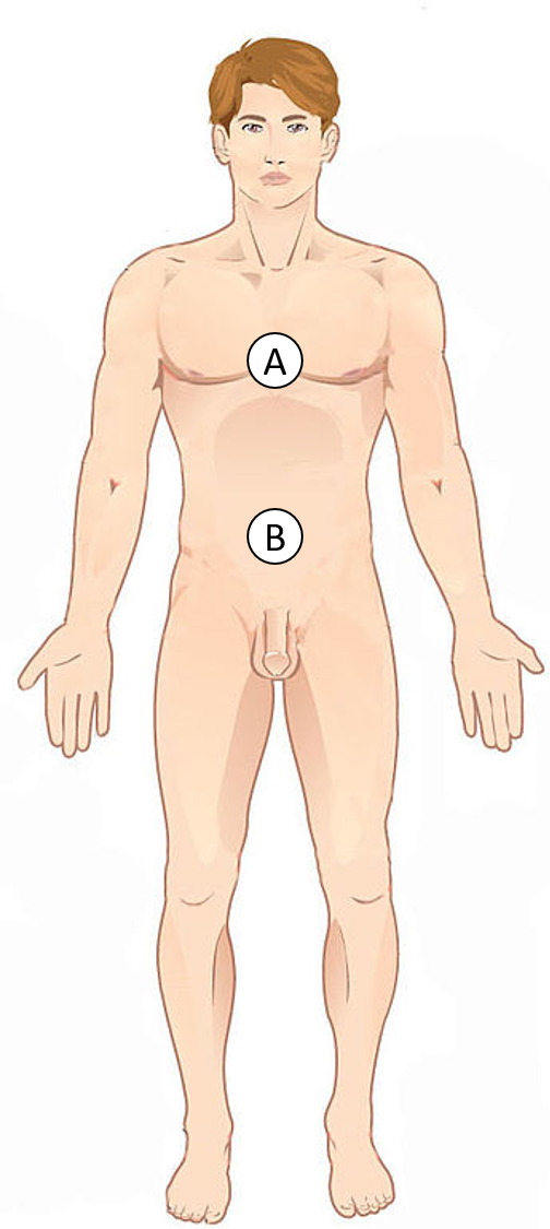 <p>Label B is __________ to label A</p>