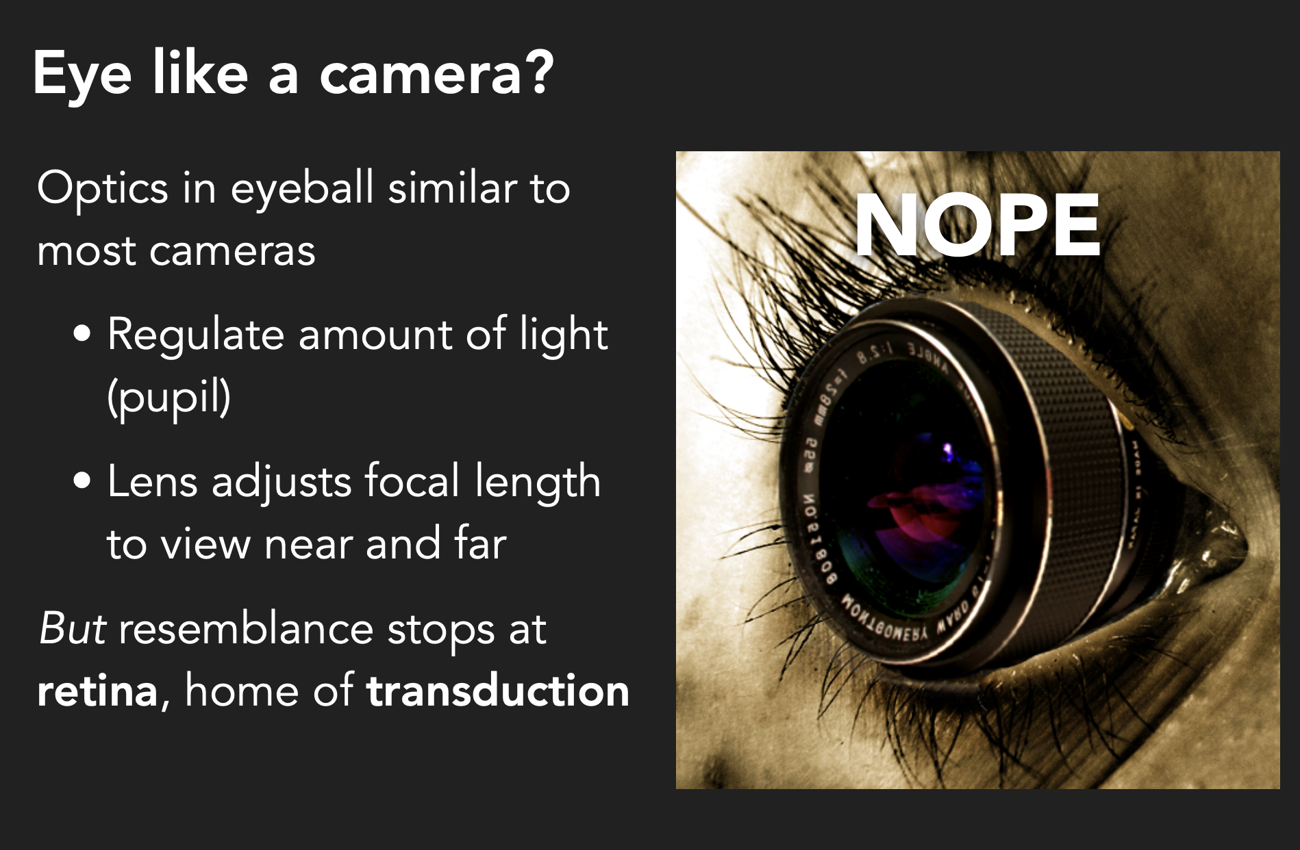 <p>*home of transduction means transduction occurs in the retina—which is very cool and camera’s do not do that. </p>