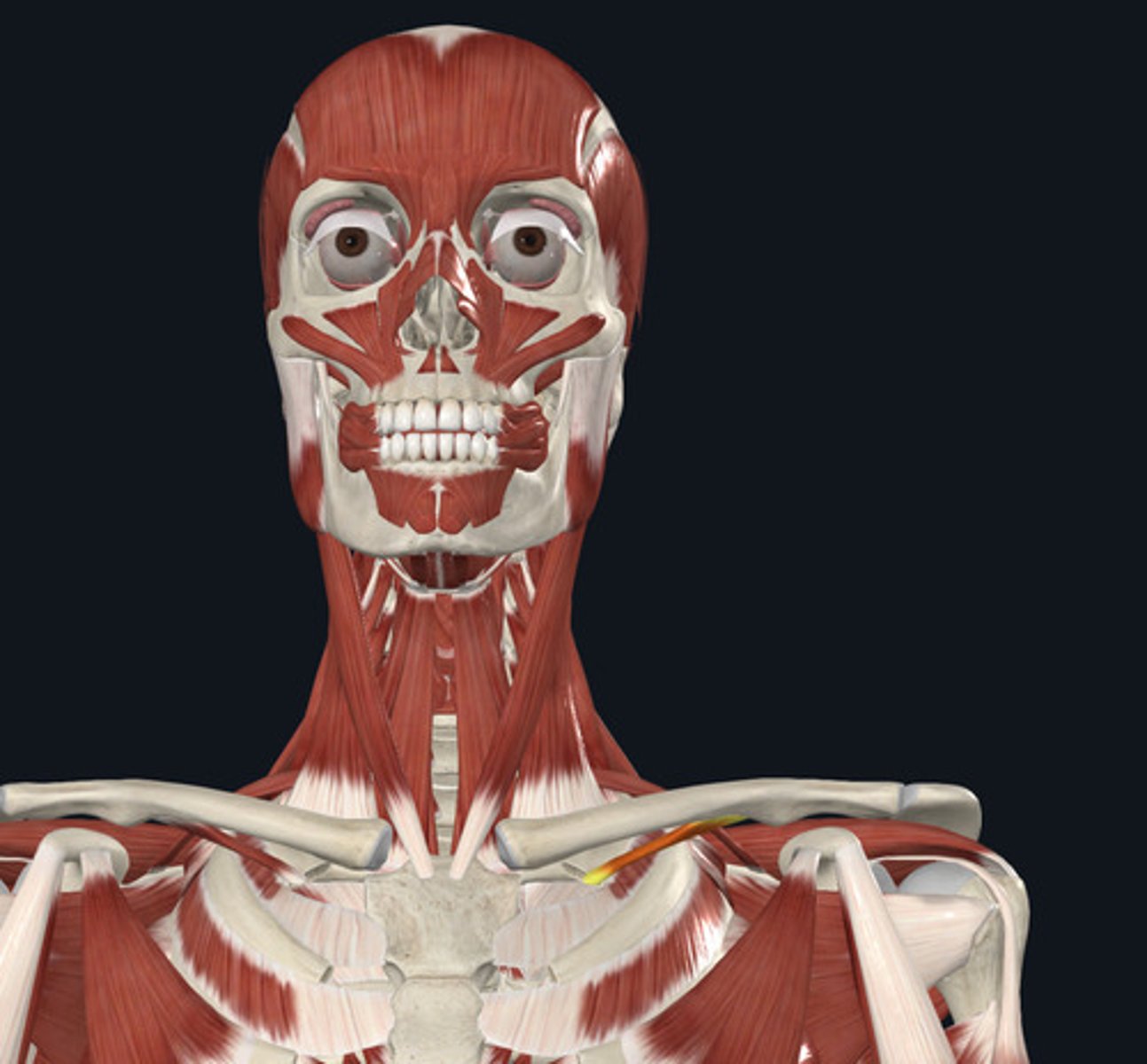 <ul><li><p><u>Origin:</u>&nbsp;Rib 1</p></li><li><p><u>Insertion:</u>&nbsp;Clavicle</p></li><li><p><u>Action:</u>&nbsp;Clavicle depression</p></li></ul><p></p>