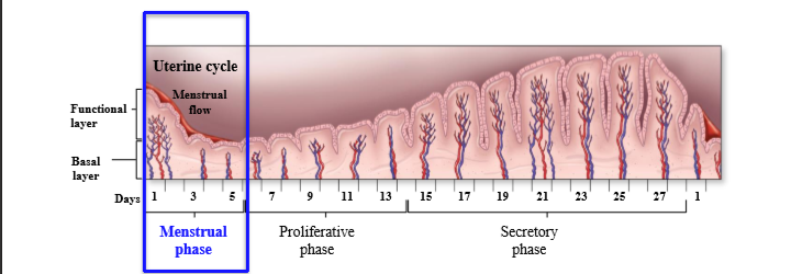 <p>Blood flow to tissue decreases, causing tissue death and slough into vagina causing menstrual flow.</p>