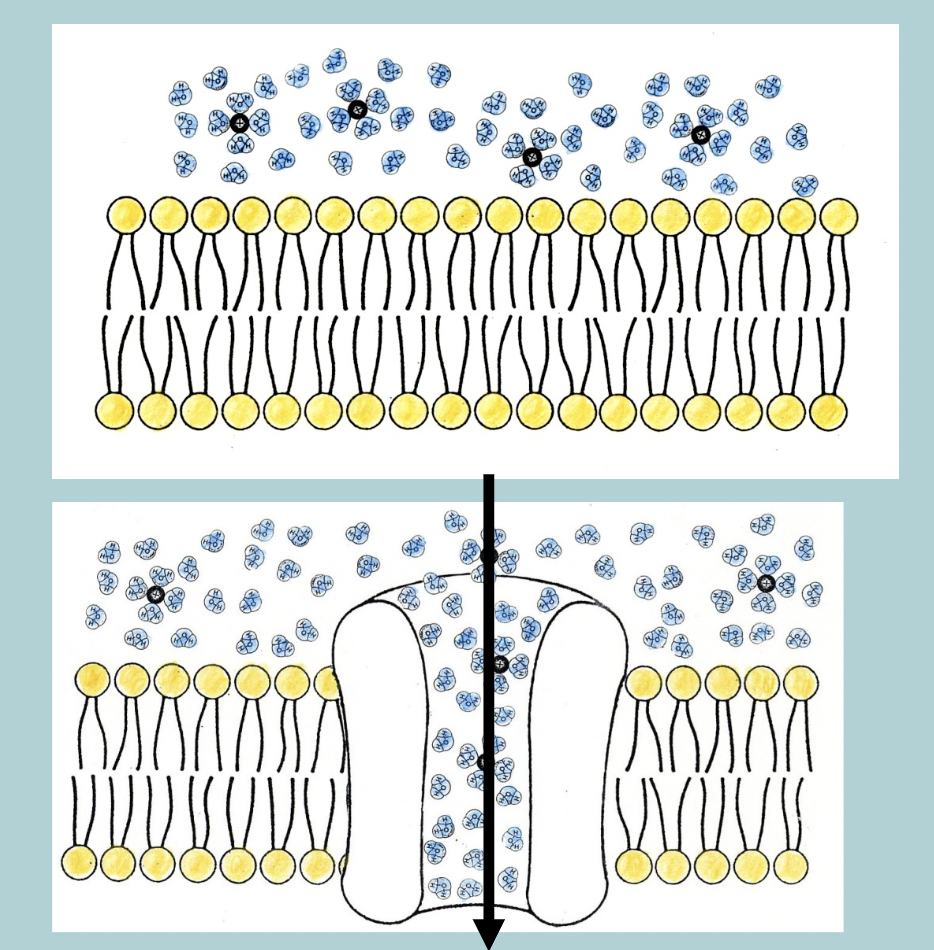 <p>a HYDROPHILIC pathway that facilitates ion movement across the PLASMAMEMBRANE&nbsp;</p>