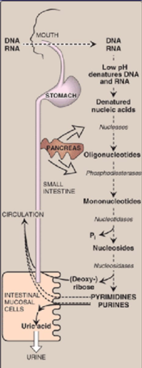 <p>-DNA/RNA to oligonucleotides to purine/pyrimidine<br>-ribonucleases and deoxyribonucleases (pancreas)<br>-nucleotidase<br><br>(low dietary uptake) we most throw away nucleotides<br>-we cut them into pieces, can cut nucleases more<br>-purine is thrown away by uric acid, little bit is used<br><br>some plant sources with DNA/RNA can make gout worse and contribute to uric acid</p>