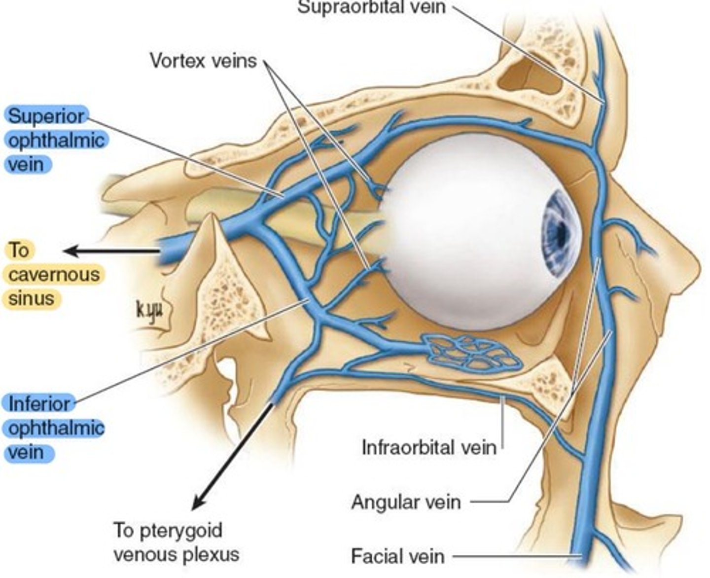 <p><strong>Superior &amp; Inferior Ophthalmic veins</strong>, which combine behind the orbit and drain to the <strong>Cavernous sinus</strong>.</p>