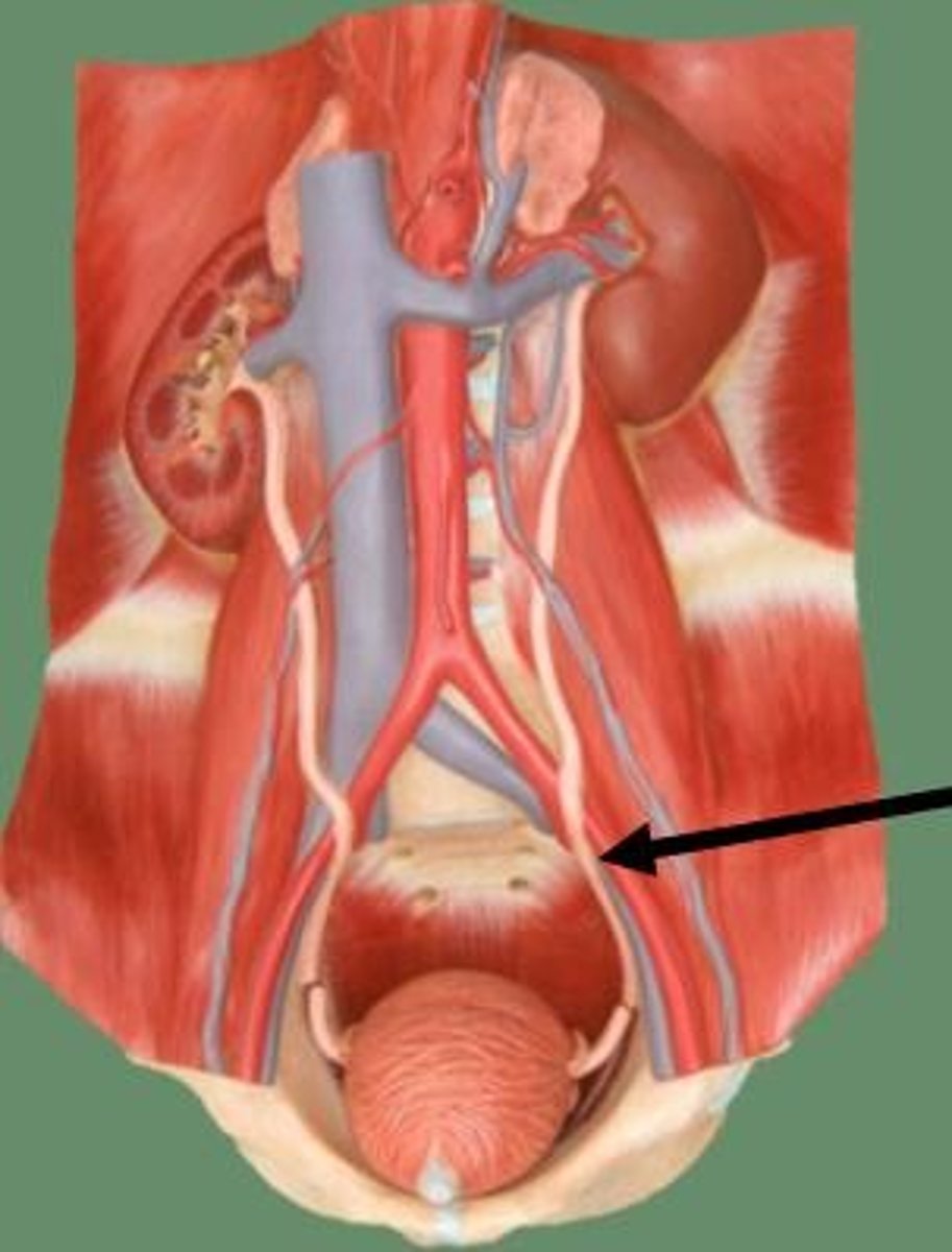 <p>A duct leading from the kidney to the urinary bladder.</p>