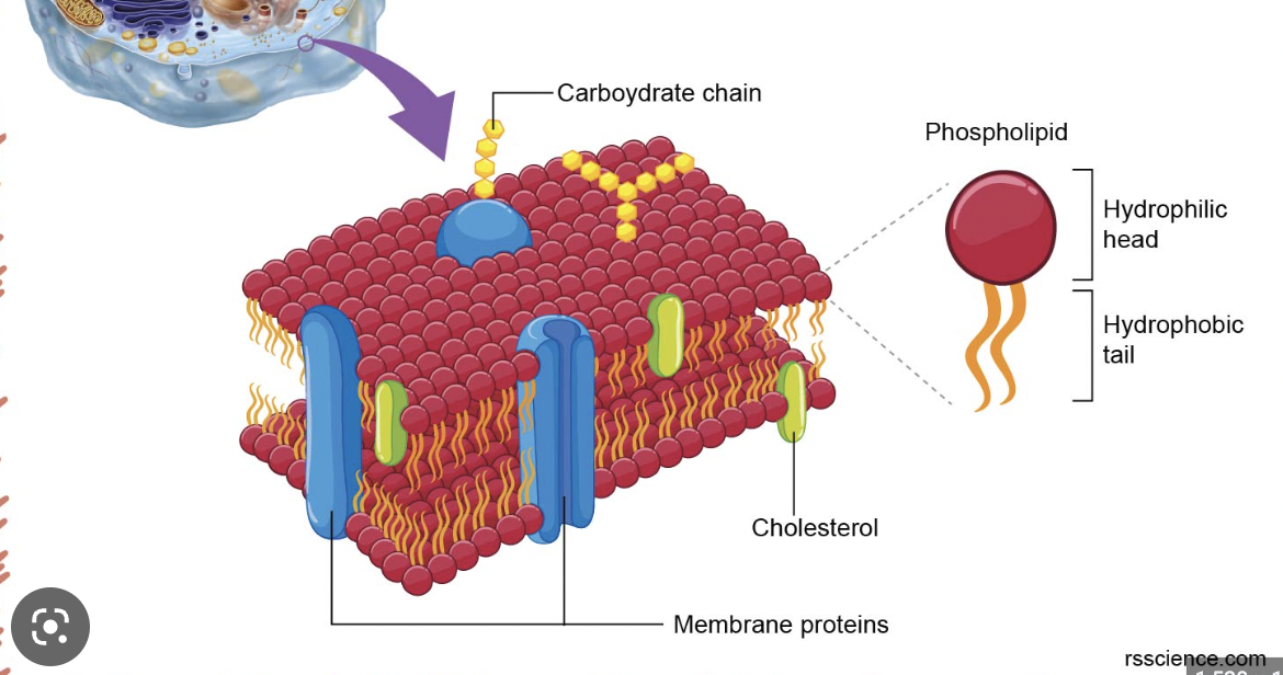 controls what goes in and out of cell and keeps contents inside