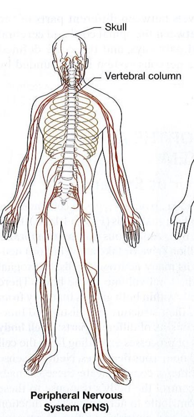 <p>located outside of CNS, “anything that sticks out”</p><ul><li><p>spinal nerves</p></li><li><p>cranial nerves (12 pairs)</p></li></ul><p></p>