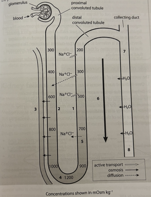 <p>controlling the water potential of the body is important in animals as it maintains the concentration of enzymes and metabolites, and prevents cells from bursting or creating. the loop of Henle is responsible for reabsorption of some water from the descending limb, but its main function is to create an increasing ion concentration within the interstitial region of the medulla, which allows water to be reabsorbed by the collecting duct. the volume of water reabsorbed from the DCT and collecting duct, and hence the resulting water potential of the blood, is influenced by antidiuretic hormone, which increases the permeability of the tubule and duct walls to water</p><ol><li><p>Na+ and Cl- ions are actively pumped out of the ascending limb</p></li><li><p>this creates an increasing ion concentration in the interstitial region</p></li><li><p>walls of the descending limb are permeable to water so water leaves by osmosis into the interstitial region before entering the capillaries (vasa recta)</p></li><li><p>water is progressively lost down the descending limb reaching typically a concentration of 1200 most kg^-1 of water at the base. (longer loops can reach much higher concentrations because more Na+ and Cl- ions can be actively transported out of the ascending limb</p></li><li><p>the concentration of the filtrate decreases in the lumen of the nephron in the ascending limb, as Na+ and Cl- ions are actively pumped out</p></li><li><p>this creates an increasing ion concentration gradient in the interstitial region towards the base of the loop</p></li><li><p>water passes out of the collecting duct by osmosis into the interstitial region before entering the vasa recta</p></li><li><p>as water passes out of filtrate in the collecting duct, the concentration of the filtrate increases, but is is always lower than the fluid in the interstitial region of the medulla, so water will continue to leave by osmosis. the two liquids flow in opposite directions past each other, resulting in a greater exchange of substances between them than if they flowed in the same direction. this is referred to as a counter current multiplier. this ensures that the concentration of the filtrate is always lower than the interstitial fluid in the medulla</p></li></ol><p></p>