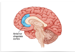 <p>Anterior cingulate cortex</p><p>executive control: monitoring conflicts between tendencies (stroop task), cognitive control (simon says)</p>