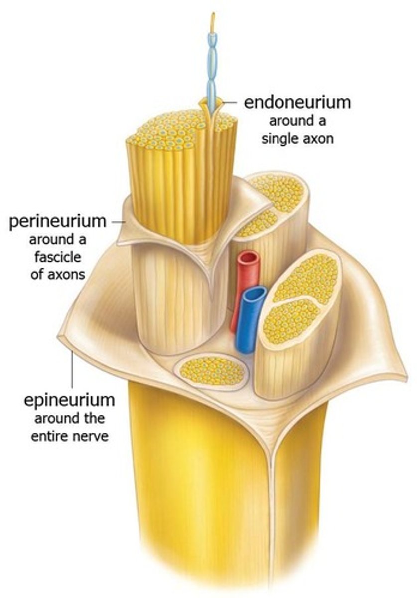 <p>Bundles of axons</p>