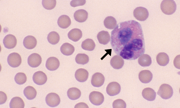 <p>What cell is demonstrated in the image?</p>