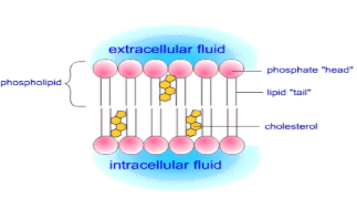 <ul><li><p>double layer of phospholipid molecules</p></li><li><p>interspersed with cholesterol molecules and proteins</p></li><li><p>it is a selectively permeable membrane</p></li></ul><p></p>
