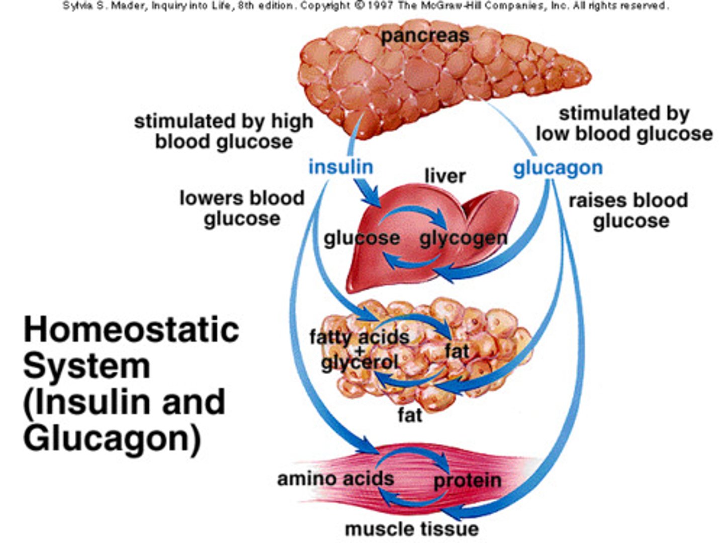 <p>A hormone secreted by the pancreas that triggers the influx of glucose into cells, thus lowering blood glucose levels</p>