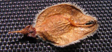 <p><span><strong>Plody – okraj nažky brvitý, nažka malá- ca 1 cm</strong></span></p>