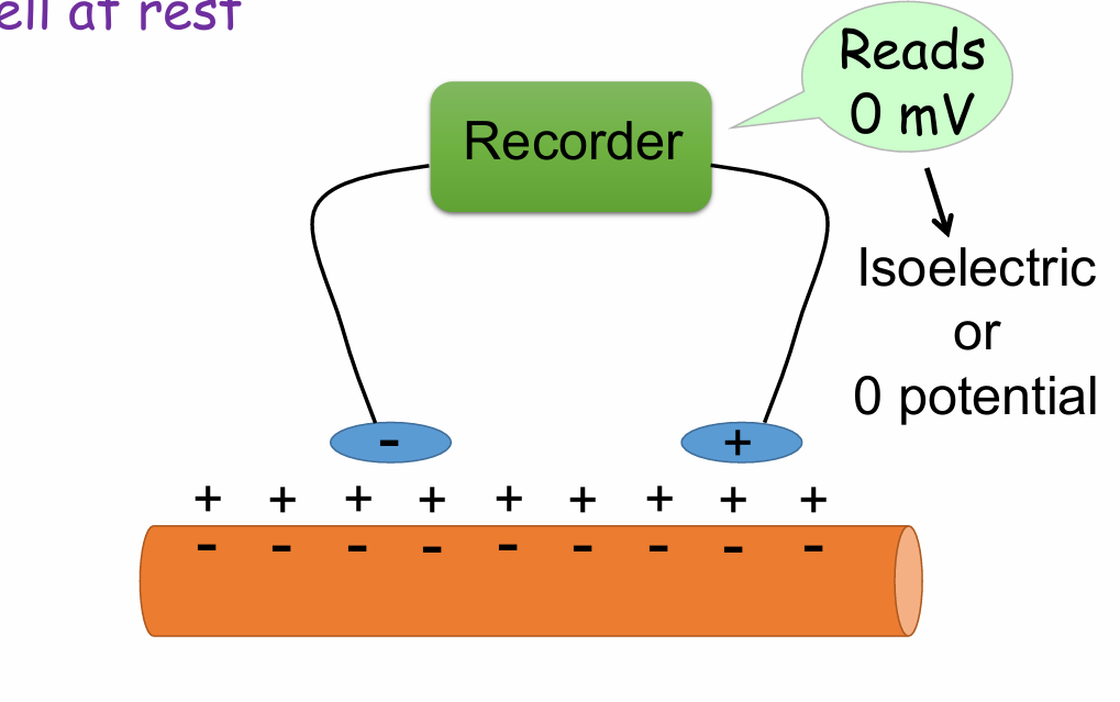 <p>Negative inside, positive outside</p><p>Isoelectric or 0 potential</p>