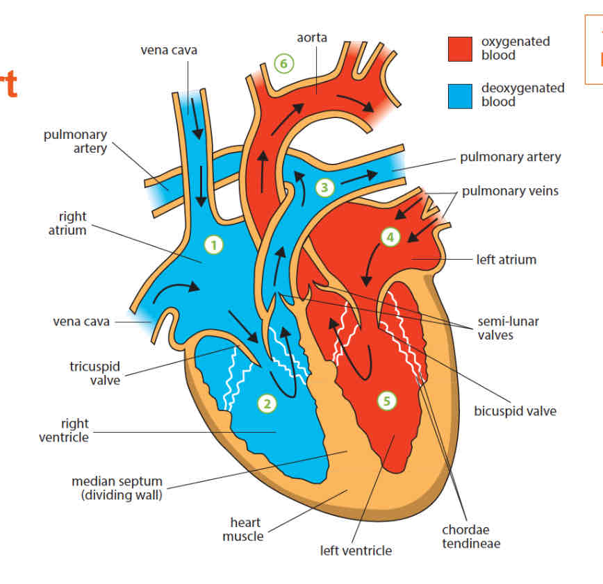 knowt flashcard image