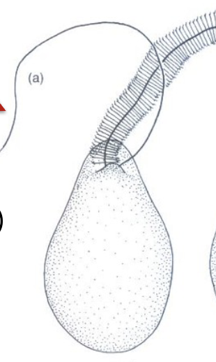 <p>Pear-shaped and flagella are at the end.</p>