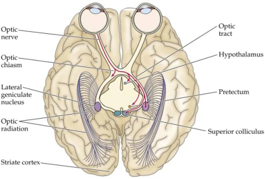 <p><strong>The structures in the retinofugal pathway, in order they receive visual information, are…</strong></p><p>(1) <strong>Optic nerve</strong></p><p>(2) <strong>Optic Chiasm</strong></p><p>(3) <strong>Optic Tract</strong></p><ul><li><p style="text-align: left;">Now if let’s trace the pathway all the way through the cells in the pathway.&nbsp; Remember, the path that visual information takes is from the…</p></li><li><p style="text-align: left;">Photoreceptor →(horizontal cells) biopolar cell → (amacrine cells) ganglion cell which are the sole output of the retina à optic nerve à optic chiasm à LGN à V1 (also known as striate cortex or primary visual cortex)</p></li></ul><p style="text-align: left;">Simplified..</p><ul><li><p style="text-align: left;"><strong>Photoreceptor </strong>à<strong> bipolar cell </strong>à<strong> ganglion cell </strong>à<strong> optic nerve </strong>à<strong> optic chiasm </strong>à<strong> optic tract </strong>à<strong> LGN </strong>à<strong> V1</strong></p></li></ul><p><span><strong>Non-thalamic targets</strong></span></p><ul><li><p style="text-align: left;"><span>hypothalamus (Suprachiasmatic nucleus) - entrain our circadian rhythm to the earth’s light/dark cycle</span></p></li><li><p style="text-align: left;"><span>Pretectum- control the size of the pupil &amp; certain eye movements</span></p></li><li><p style="text-align: left;"><span>Superior colliculus - orients the eyes in response to new stimuli (move fovea to objects of interest)</span></p></li></ul><p></p>