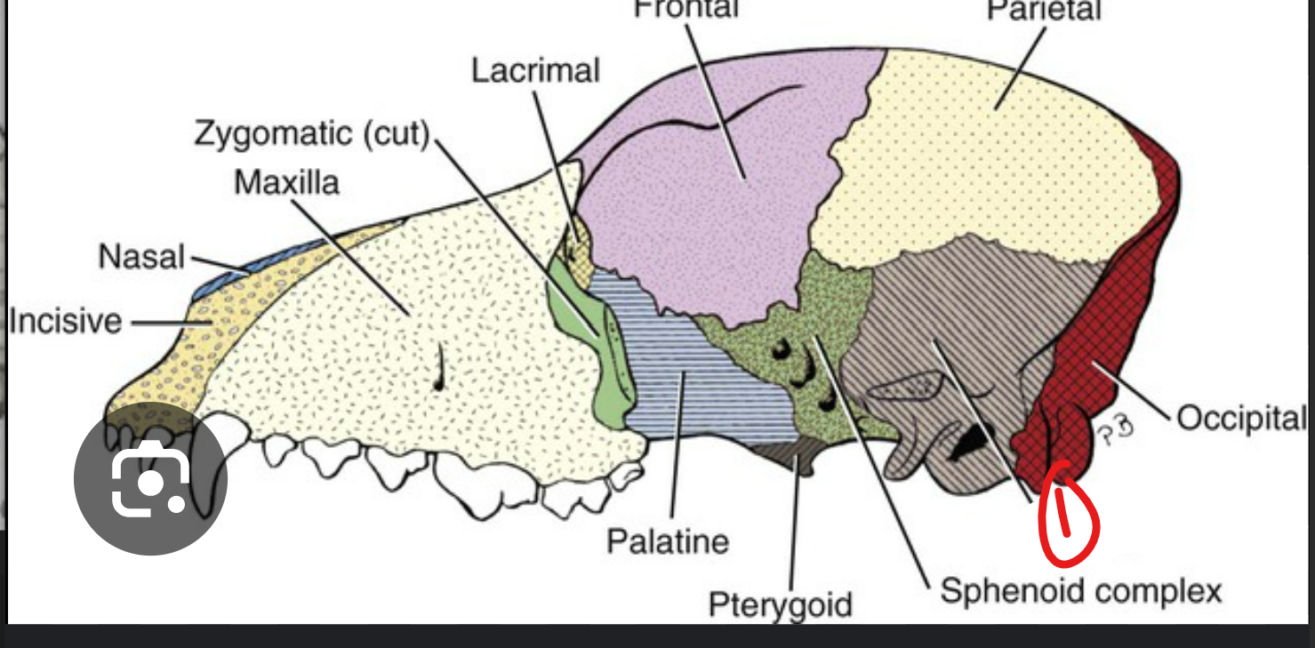 <p>label the bone in grey</p>