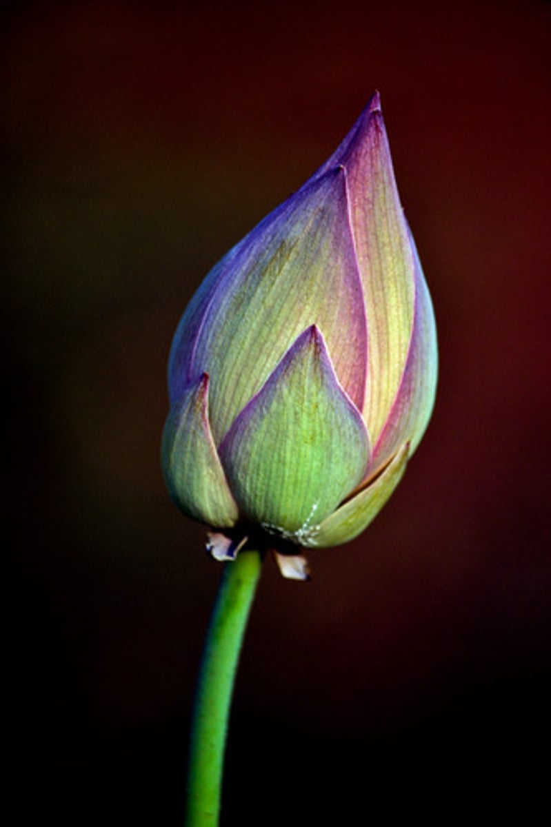 <p>a bud</p>