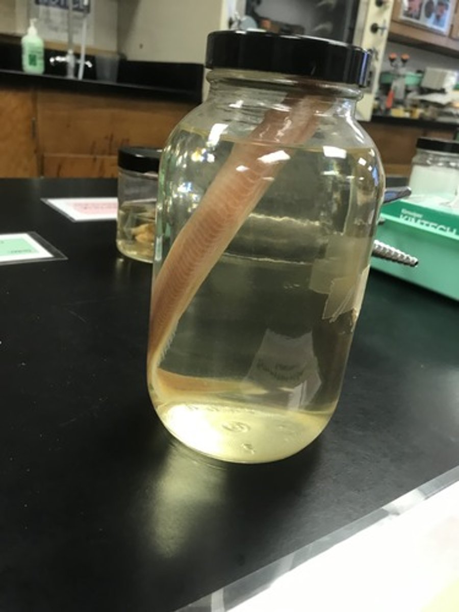 <p>For the following specimen(s), give the entire taxonomy and the name of the specimen(s)</p>