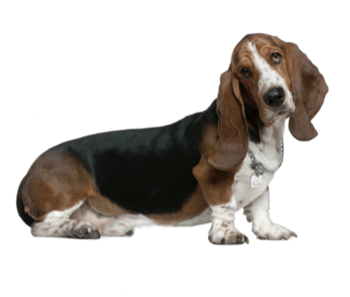 <p>FCI - 6, long body and ears, short legs</p>