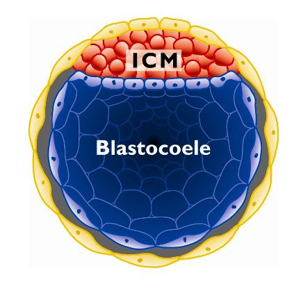 <p>stage of early development in mammals that consists of a hollow ball of cells.</p>