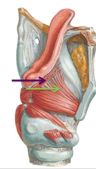 <p>Dilates the laryngeal opening, opens the airways. </p>