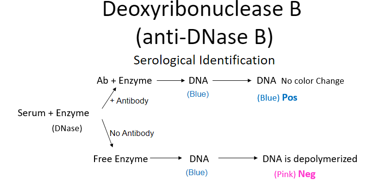 <p>titers inc after <u>skin infns</u></p><p>test measures Ab ability to neutralize DNase → which has a end point color indicator</p><p>POS = blue (no change, enzyme neutralized by Ab)</p><p>NEG = pink = DNA is depolymerized</p><p>can make serological titers (quantitative)</p>