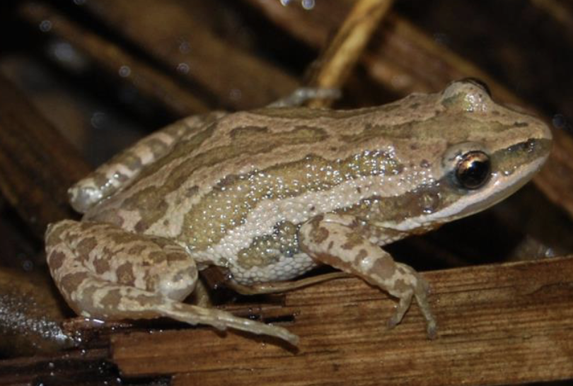 <p>amphibian?</p>